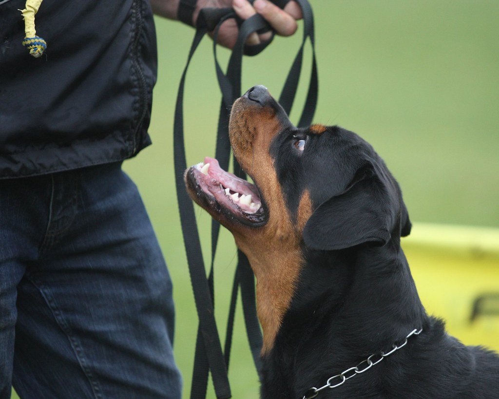 Rottweiler atento mirando a su dueño durante sesión de entrenamiento con correa