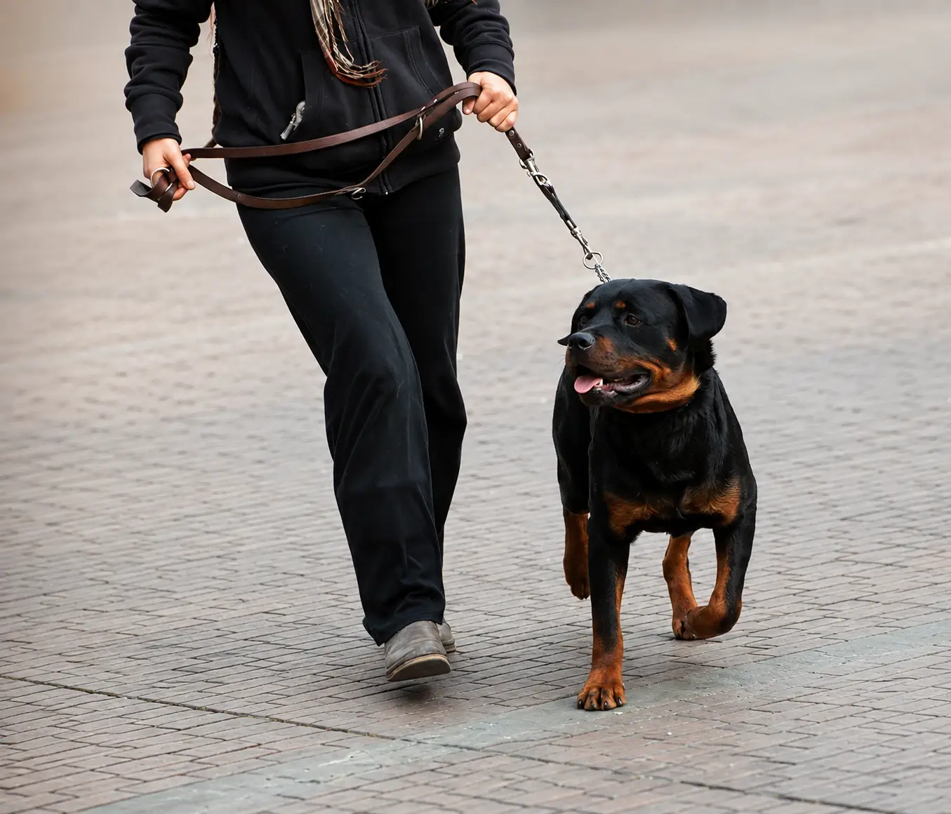 Rottweiler paseando junto a su dueño al aire libre