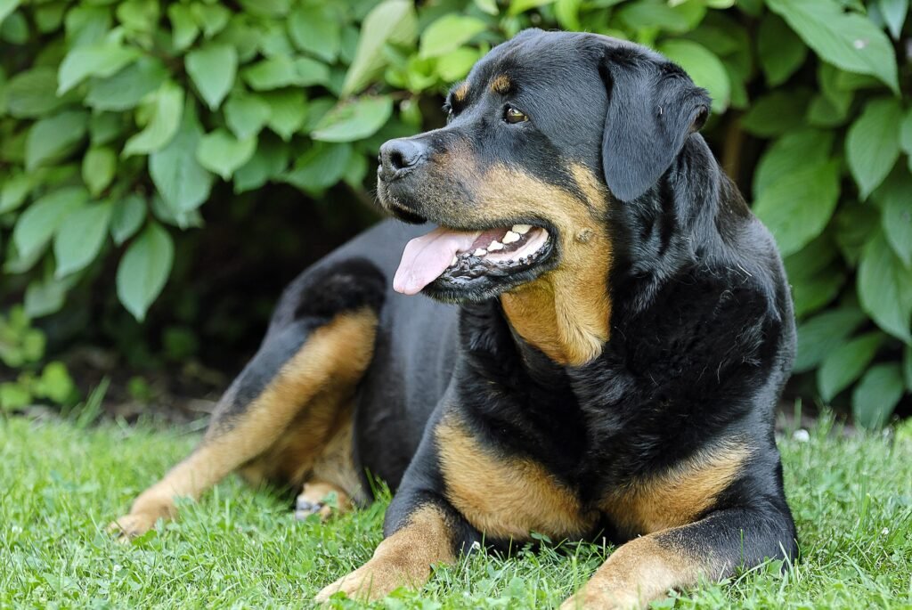 Rottweiler adulto echado en el césped con expresión relajada y tranquila