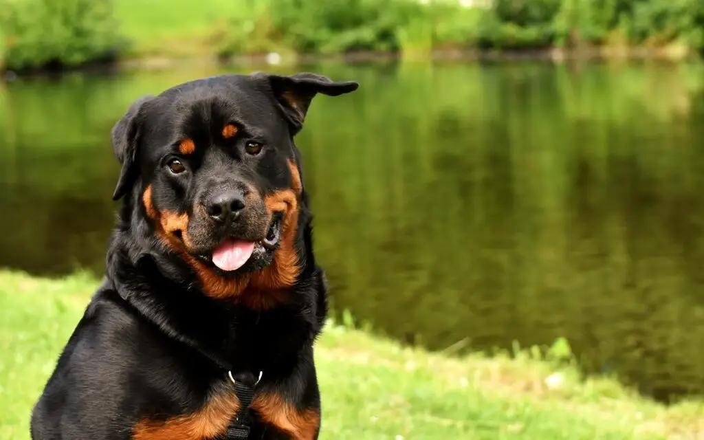 Rottweiler adulto con marcas fuego junto a un lago