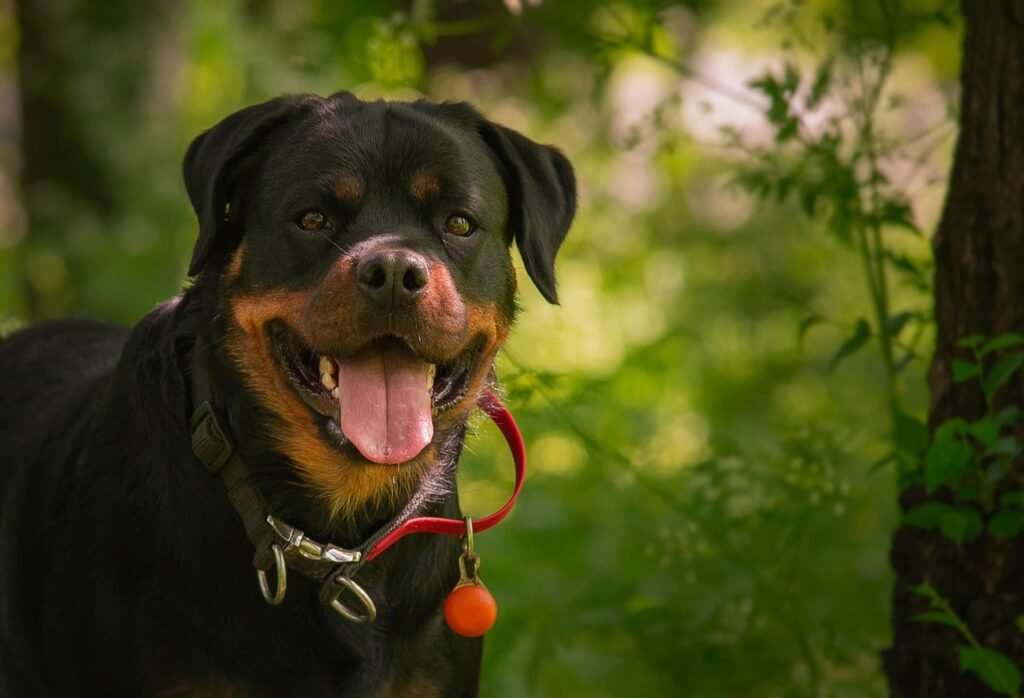 Rottweiler de pie en un bosque verde mostrando su pelaje negro y marcas fuego