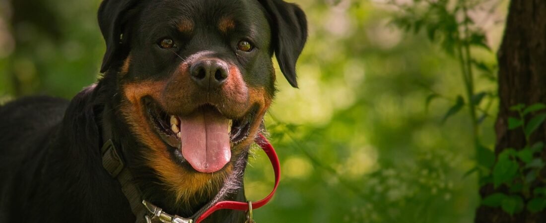 Rottweiler: guía completa de la raza más leal y poderosa