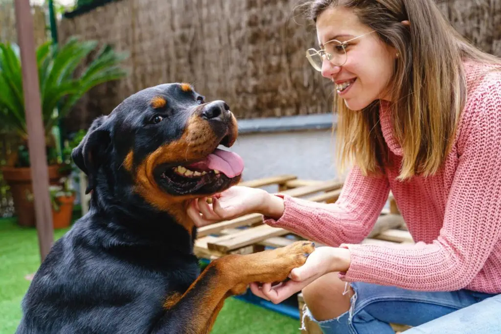 Rottweiler peligroso mitos y verdades sobre la raza