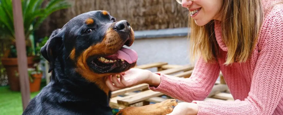 ¿El Rottweiler es peligroso? La verdad que nadie te cuenta