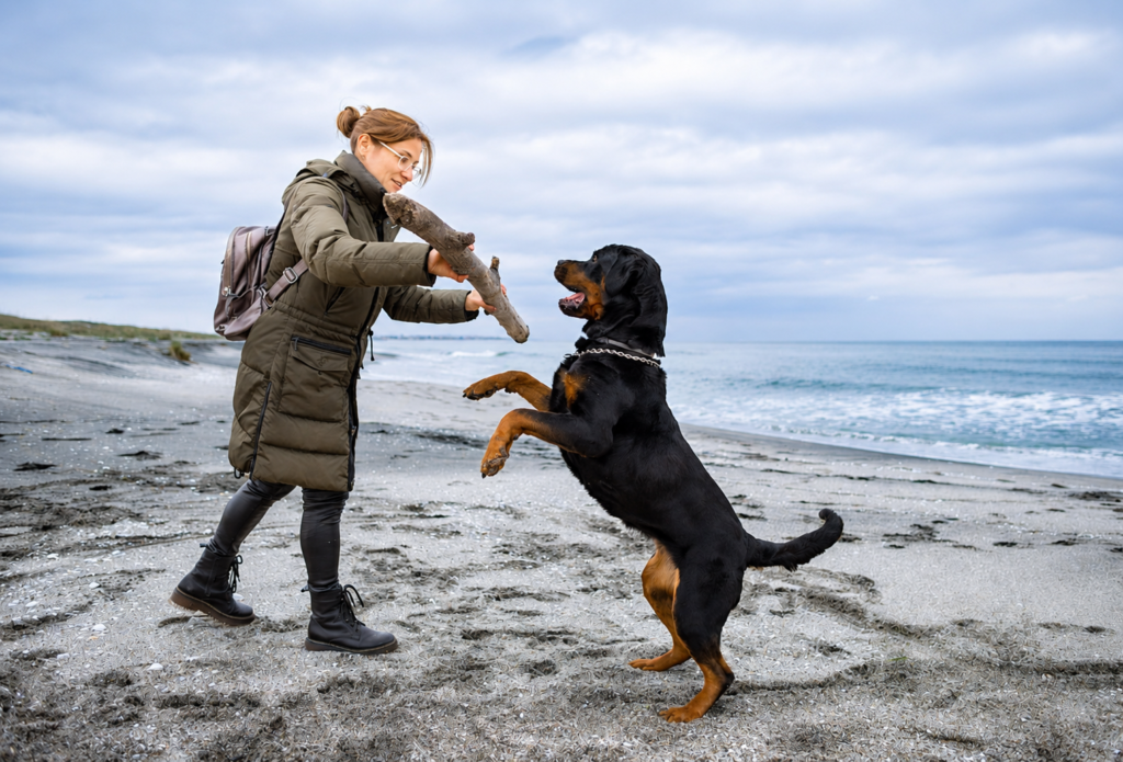 Rottweiler jugando con su dueña en la playa mostrando su temperamento activo