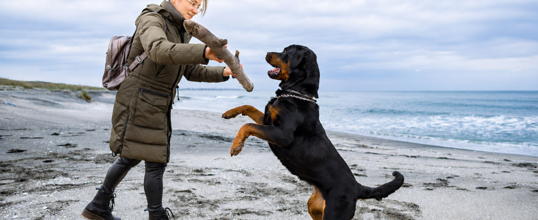 Temperamento del Rottweiler: cómo es realmente esta raza