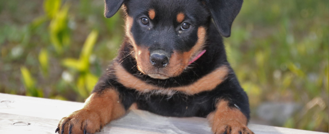 Precio del Rottweiler: ¿cuánto cuesta en 2026?(Latinoamérica y USA)