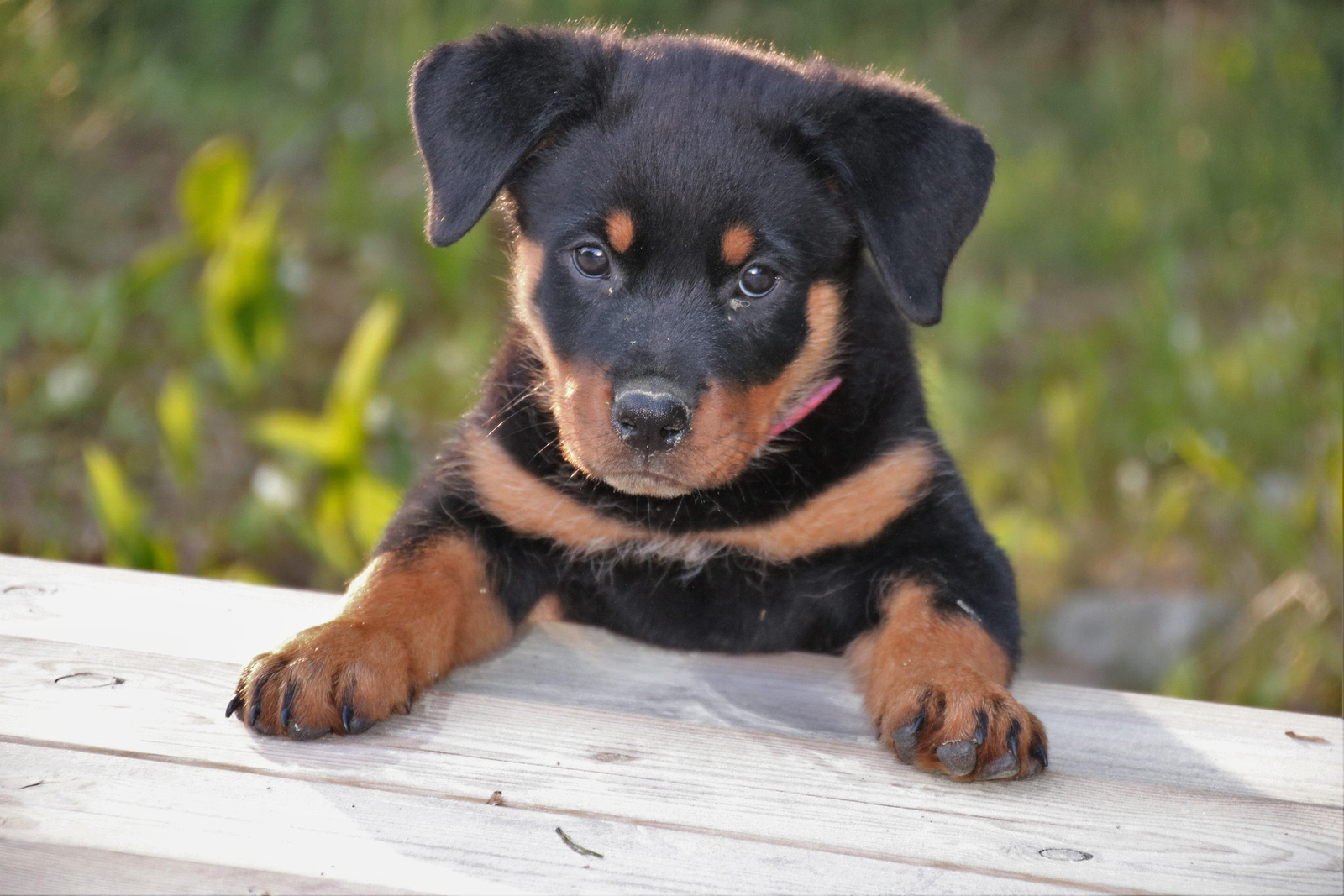 Precio del Rottweiler: ¿cuánto cuesta en 2026?(Latinoamérica y USA)