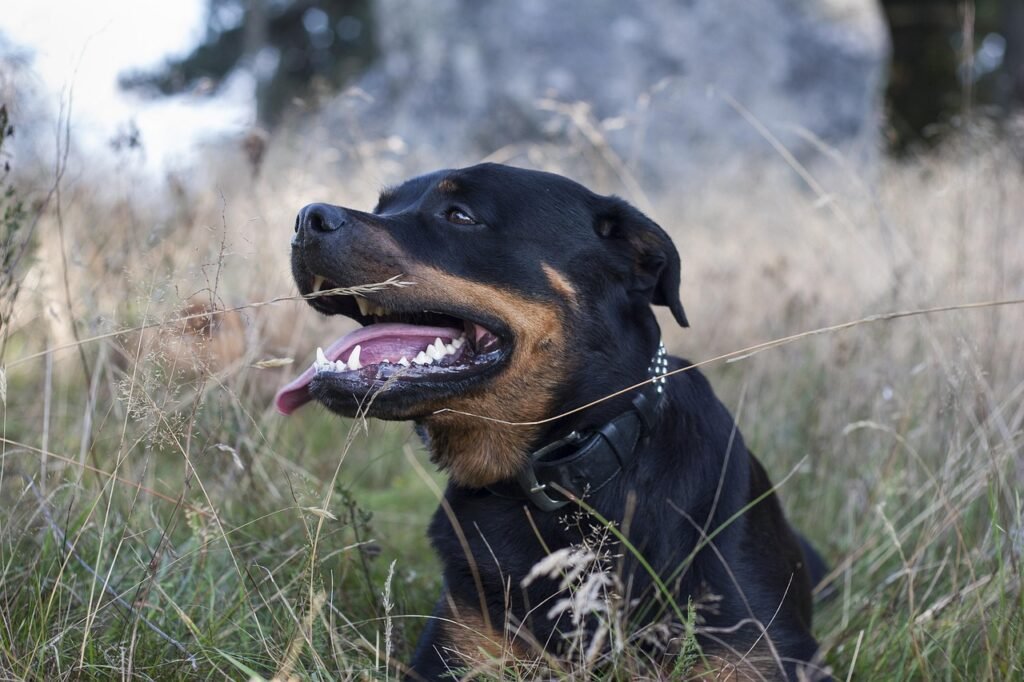 Rottweiler descansando relajado en el campo después de hacer ejercicio