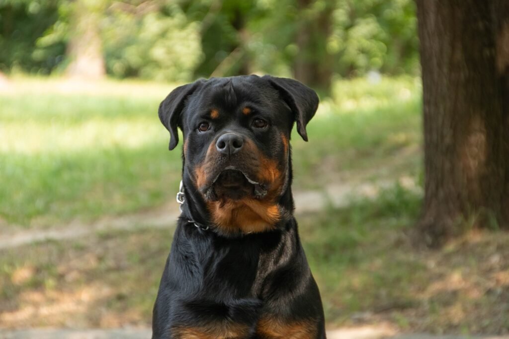 Rottweiler adulto, una raza grande cuyo mantenimiento pesa en el presupuesto