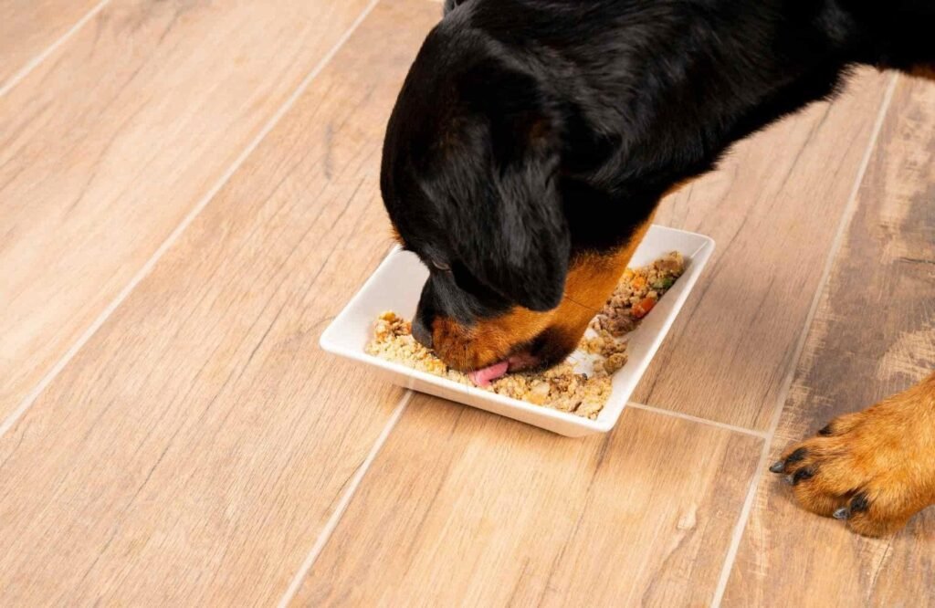 Cuánto debe comer un Rottweiler: perro adulto comiendo su ración diaria
