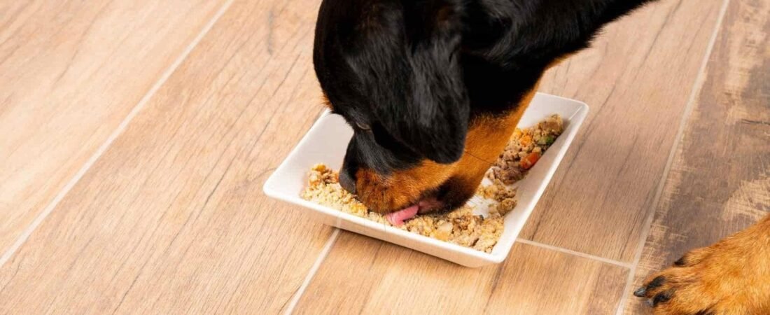 ¿Cuánto debe comer un Rottweiler? Cantidad diaria por edad y peso