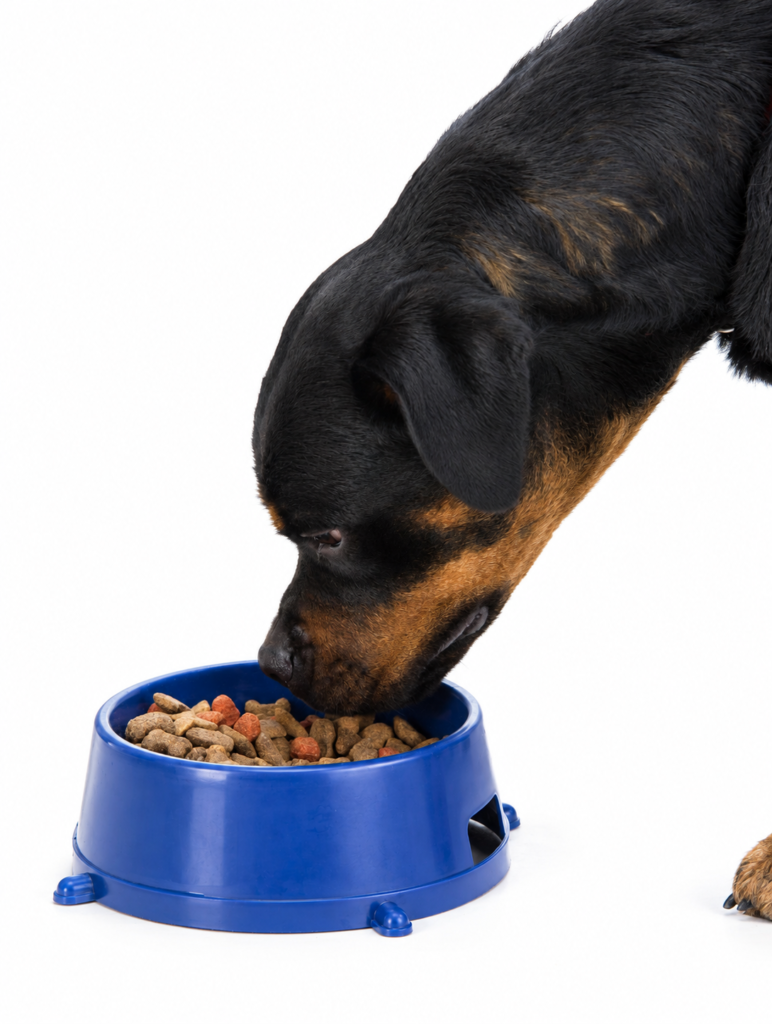 Rottweiler adulto comiendo croquetas de calidad de su plato