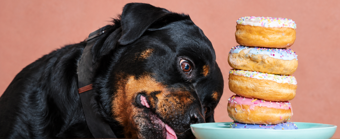 Alimentos prohibidos para Rottweiler: la lista que puede salvarle la vida