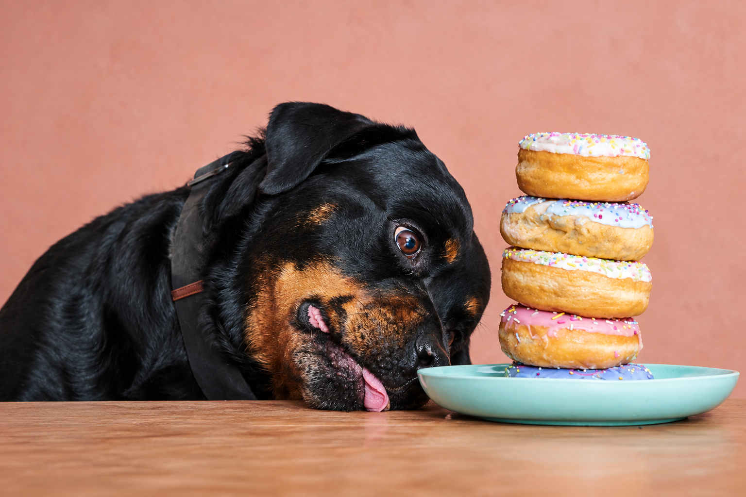 Alimentos prohibidos para Rottweiler: la lista que puede salvarle la vida