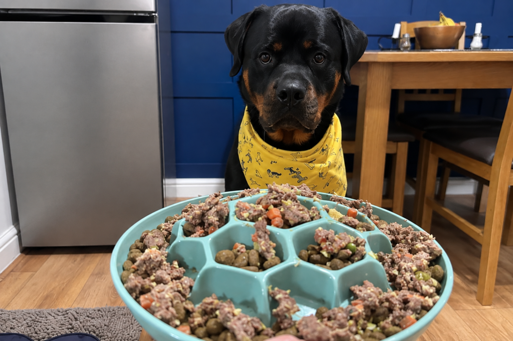 Rottweiler frente a un gran plato de comida, atento a lo que puede y no puede comer