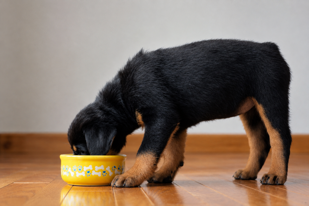 Mejor alimento para Rottweiler: cachorro comiendo croquetas de su plato