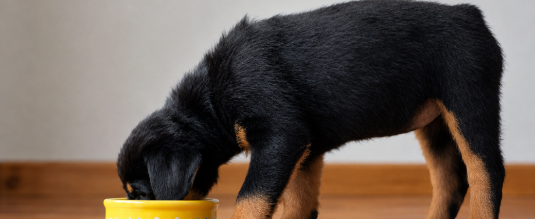 Mejor alimento para Rottweiler: cómo elegir y cuáles darle