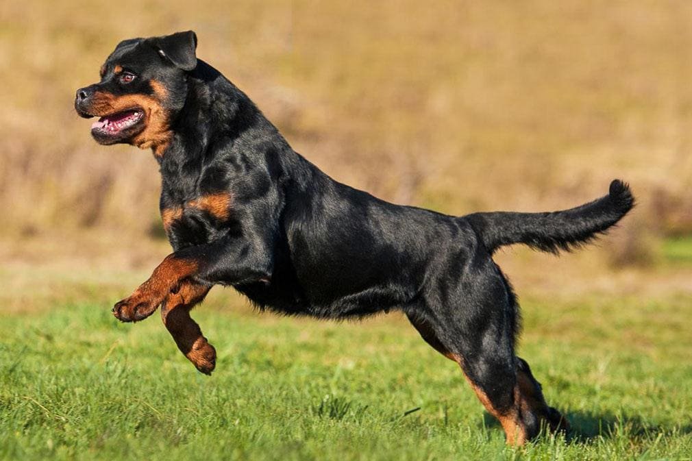 Rottweiler adulto en movimiento con musculatura y peso ideal