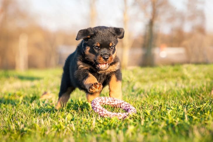 Cachorro Rottweiler jugando con un juguete en el pasto de forma segura