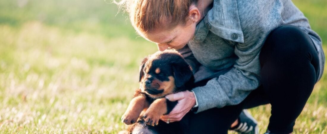Cuidados del cachorro Rottweiler: la guía de los primeros 12 meses
