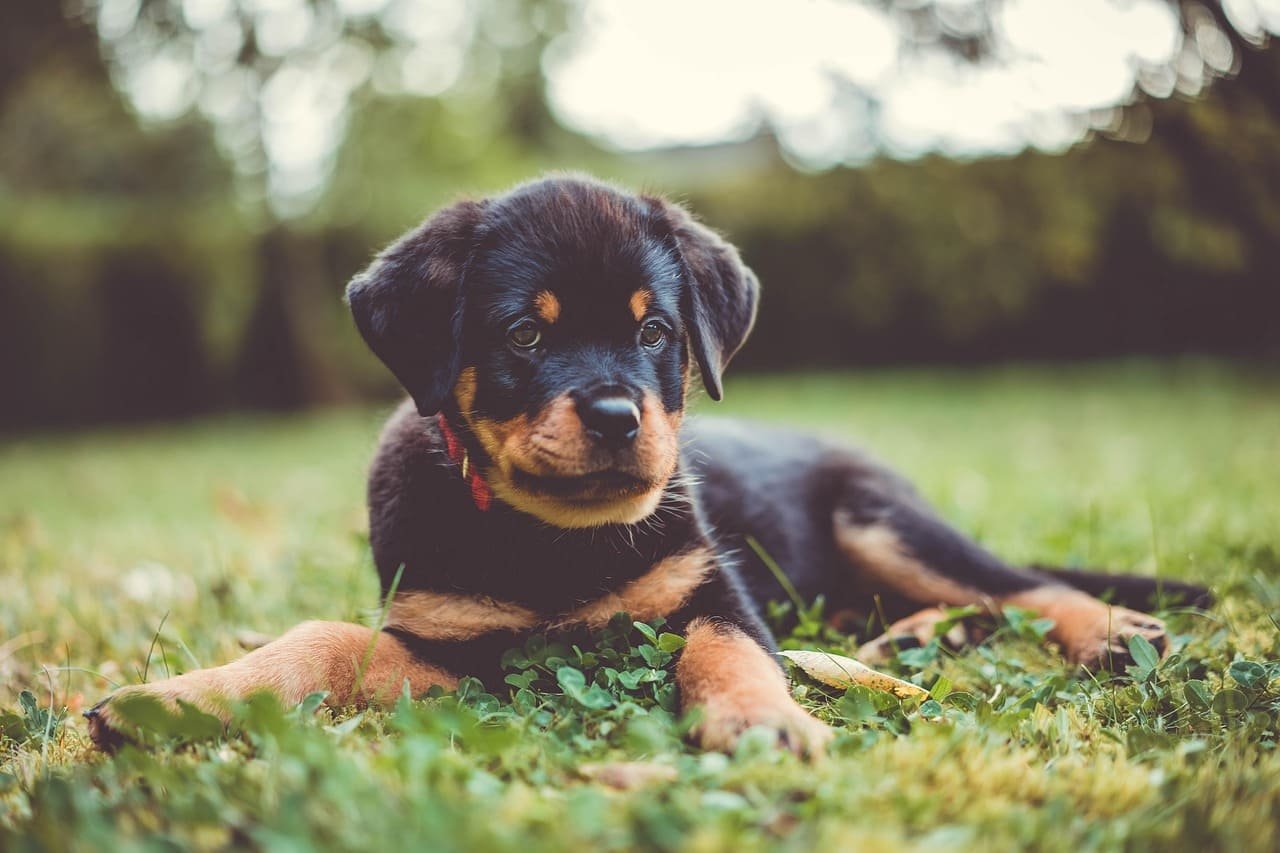 Cachorro Rottweiler de pocos meses descansando en el pasto durante su etapa de crecimiento