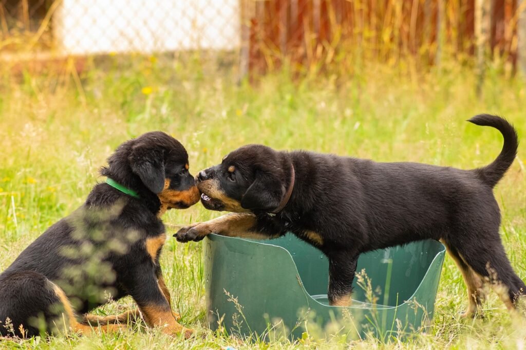 Dos cachorros Rottweiler jugando juntos durante su etapa de socialización